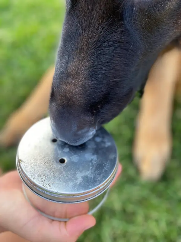 czym jest nosework