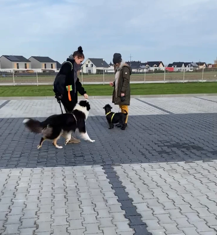 spacer socjalizacyjny w szkole pies i my